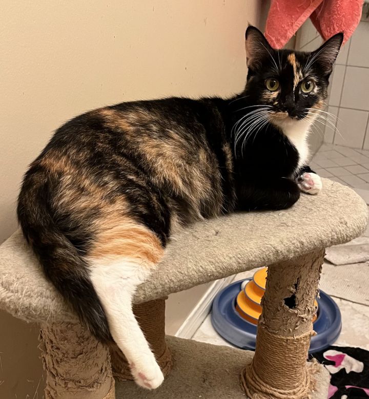 Lavender, an adoptable Calico in Tustin, CA_image-2