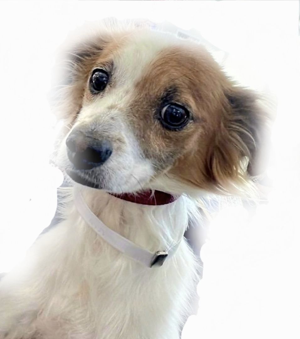 Nico Niko!!, an adoptable Papillon, Cocker Spaniel in Manhattan Beach, CA, 90267 | Photo Image 1