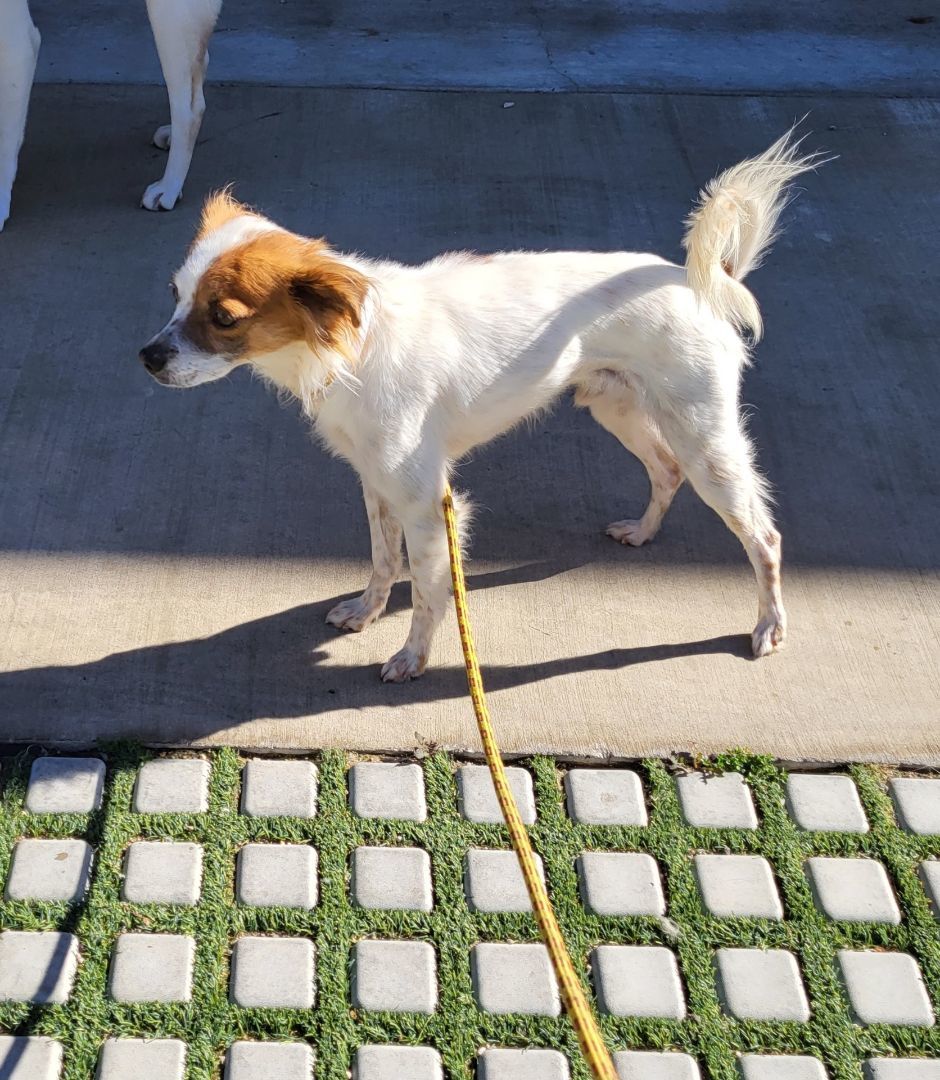 Nico Niko!!, an adoptable Papillon, Cocker Spaniel in Manhattan Beach, CA, 90267 | Photo Image 5