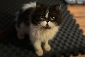 Lets dish about our feline friend Gazpacho Shes a unique kitty looking for her special someone-co