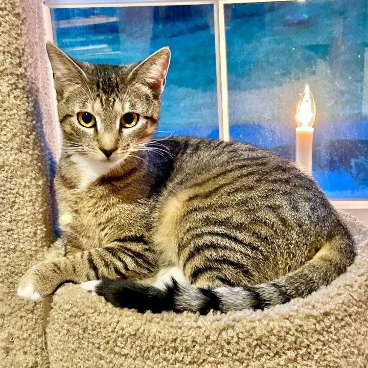 Amber, an adoptable Egyptian Mau & Tabby Mix in Bethel, CT_image-1