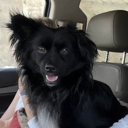 Levi is a great family dog!, an adoptable Papillon, Dachshund in Portland, OR, 97229 | Photo Image 1