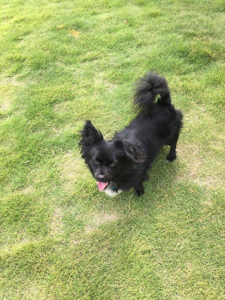 Levi is a great family dog!, an adoptable Papillon, Dachshund in Portland, OR, 97229 | Photo Image 2