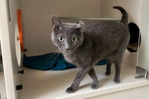 Folder is a charming amusing feline who loves to seek out your attention Once 