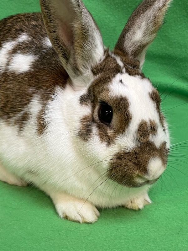 Rabbit for adoption - Candy Corn, a Bunny Rabbit Mix in Haltom City, TX ...