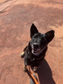 German, an adoptable Shepherd in Page, AZ, 86040 | Photo Image 1