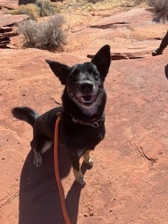 German, an adoptable Shepherd in Page, AZ, 86040 | Photo Image 2