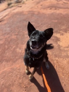 German, an adoptable Shepherd in Page, AZ, 86040 | Photo Image 3