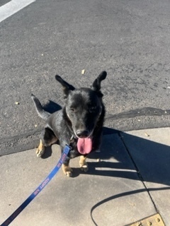 German, an adoptable Shepherd in Page, AZ, 86040 | Photo Image 4