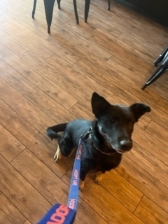 German, an adoptable Shepherd in Page, AZ, 86040 | Photo Image 6