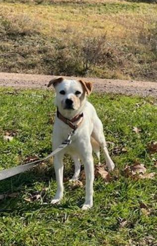 Skeeter, an adoptable Terrier Mix in Bloomsburg, PA_image-1