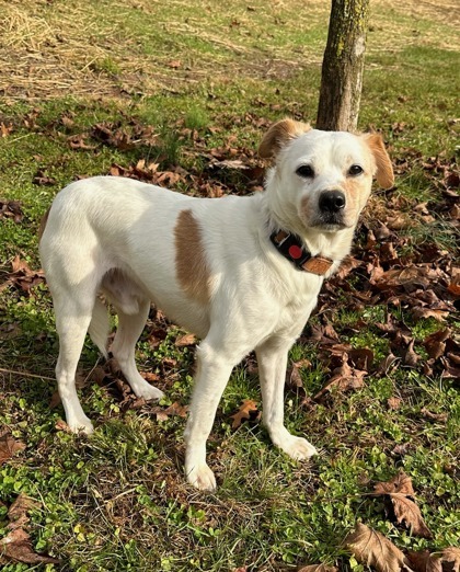 Skeeter, an adoptable Terrier Mix in Bloomsburg, PA_image-2