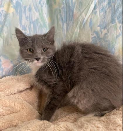 Coach, an adoptable Domestic Long Hair & Domestic Short Hair Mix in Bloomsburg, PA_image-1