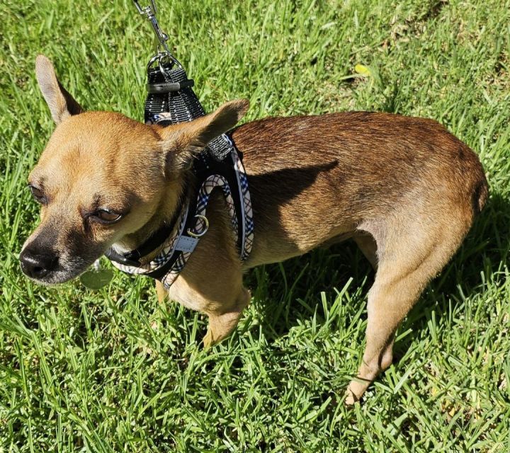 Dog for adoption Lalo a Chihuahua in San Diego CA Petfinder