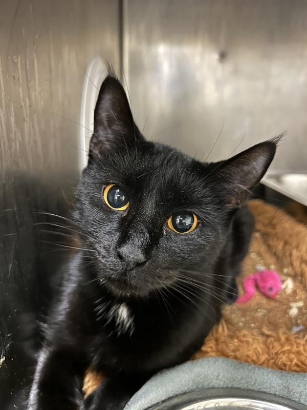 Jaden, an adoptable Domestic Short Hair in Portsmouth, VA, 23701 | Photo Image 1
