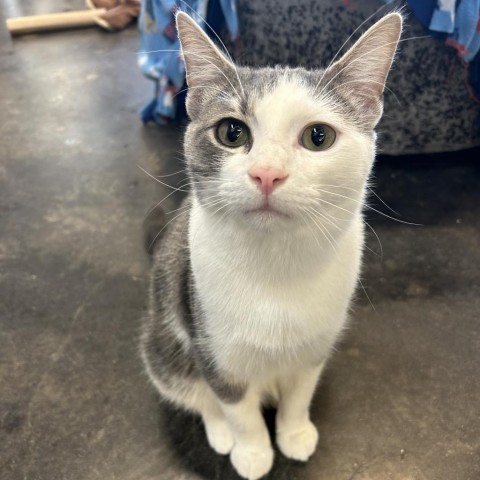 Buttons, an adoptable Domestic Short Hair in Tylertown, MS, 39667 | Photo Image 1