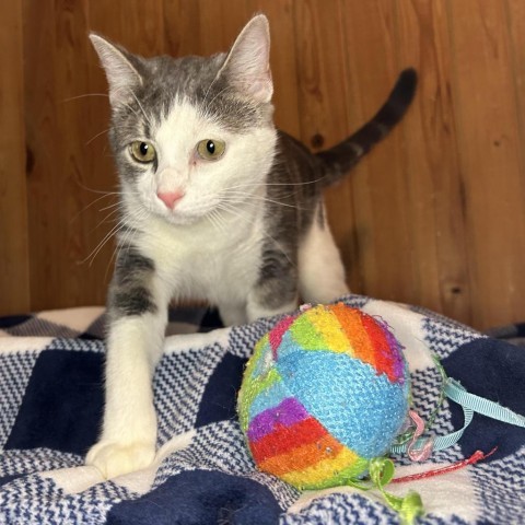 Buttons, an adoptable Domestic Short Hair in Tylertown, MS, 39667 | Photo Image 2