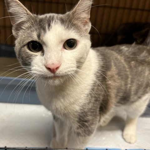 Buttons, an adoptable Domestic Short Hair in Tylertown, MS, 39667 | Photo Image 3