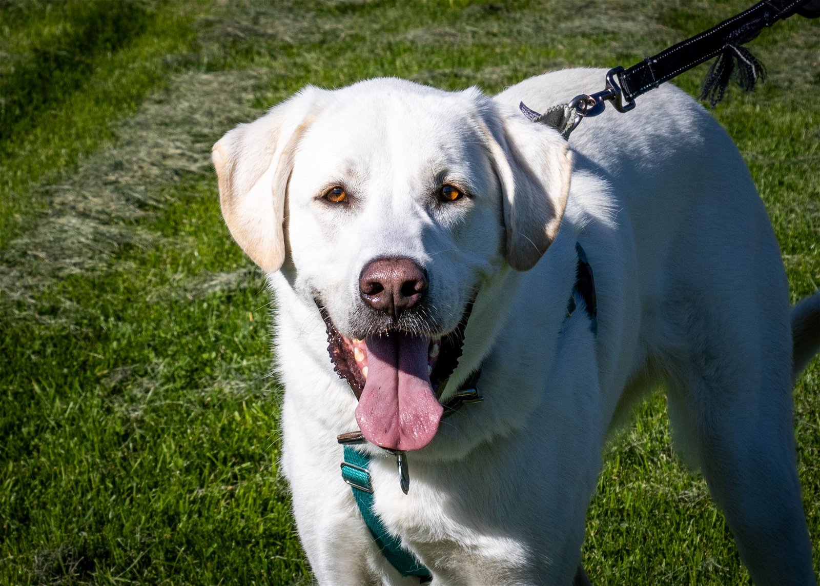 Mae, an adoptable Great Pyrenees in Fort Collins, CO, 80524 | Photo Image 1