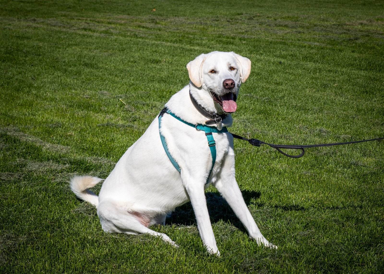 Mae, an adoptable Great Pyrenees in Fort Collins, CO, 80524 | Photo Image 2