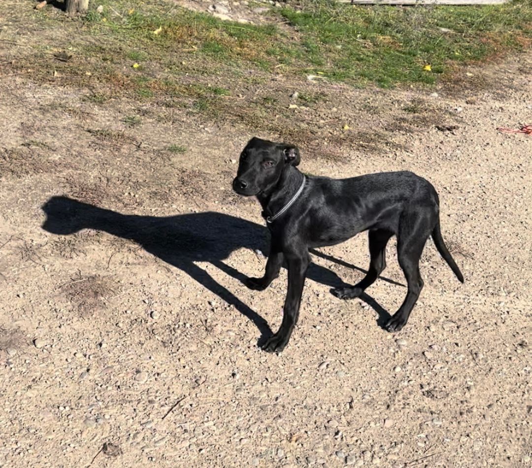 Bertram, an adoptable Labrador Retriever in Huson, MT, 59846 | Photo Image 2