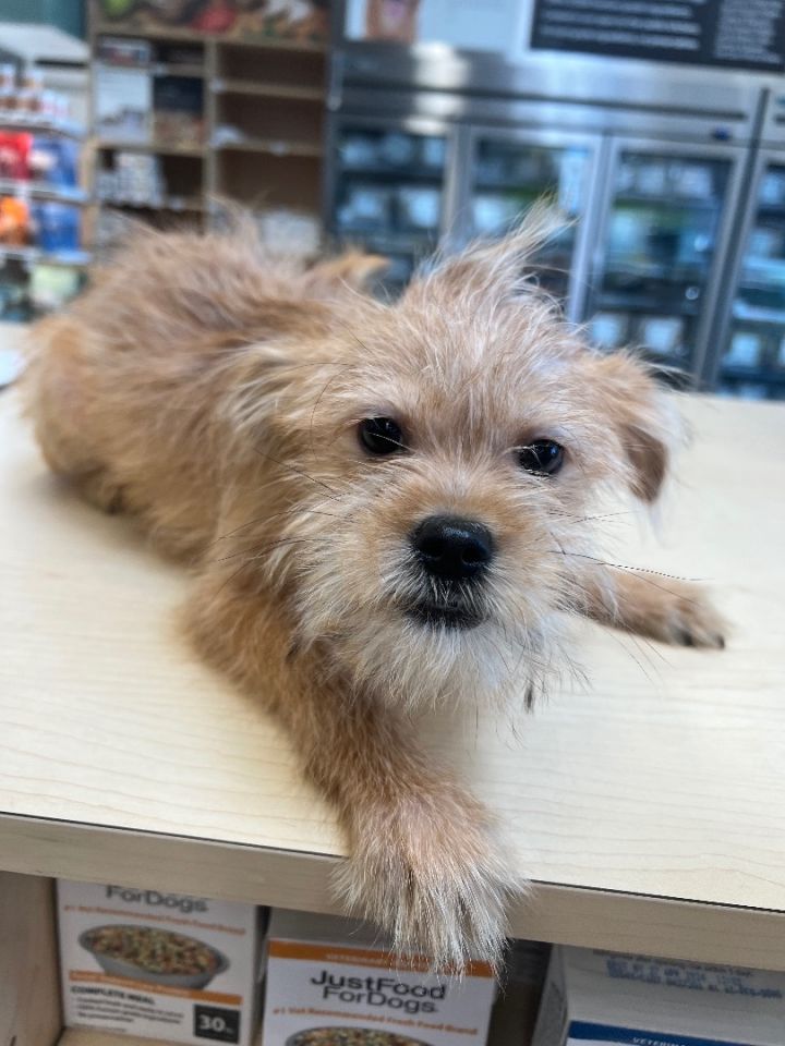 Teddy bear hot sale terrier