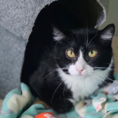 Whiskers, an adoptable Domestic Short Hair in West Des Moines, IA, 50265 | Photo Image 1