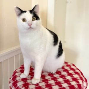 Im Andy a dashing 2-year-old feline looking for my forever home Im sporting 