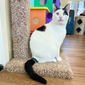 Im Andy a dashing 2-year-old feline looking for my forever home Im sporting 