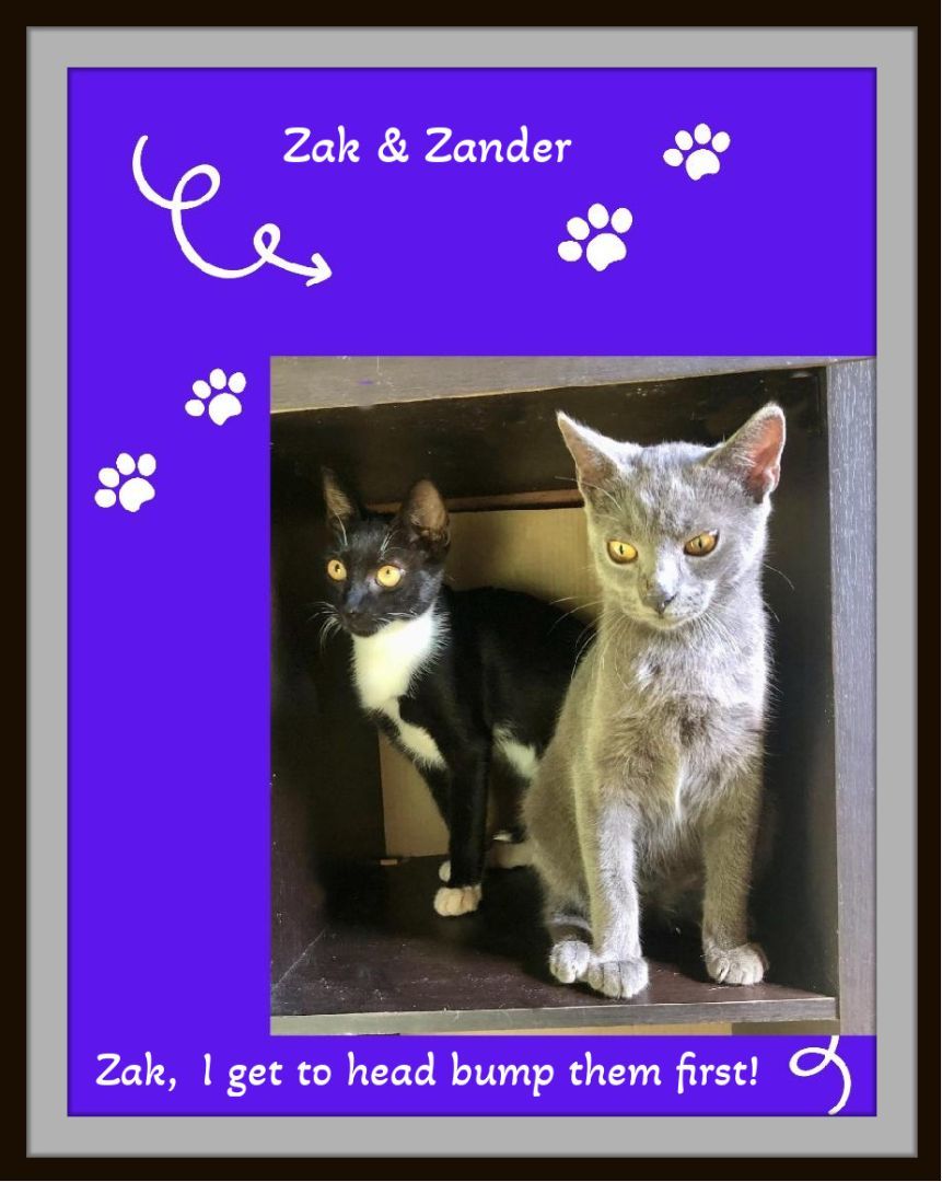 Zak and Zander