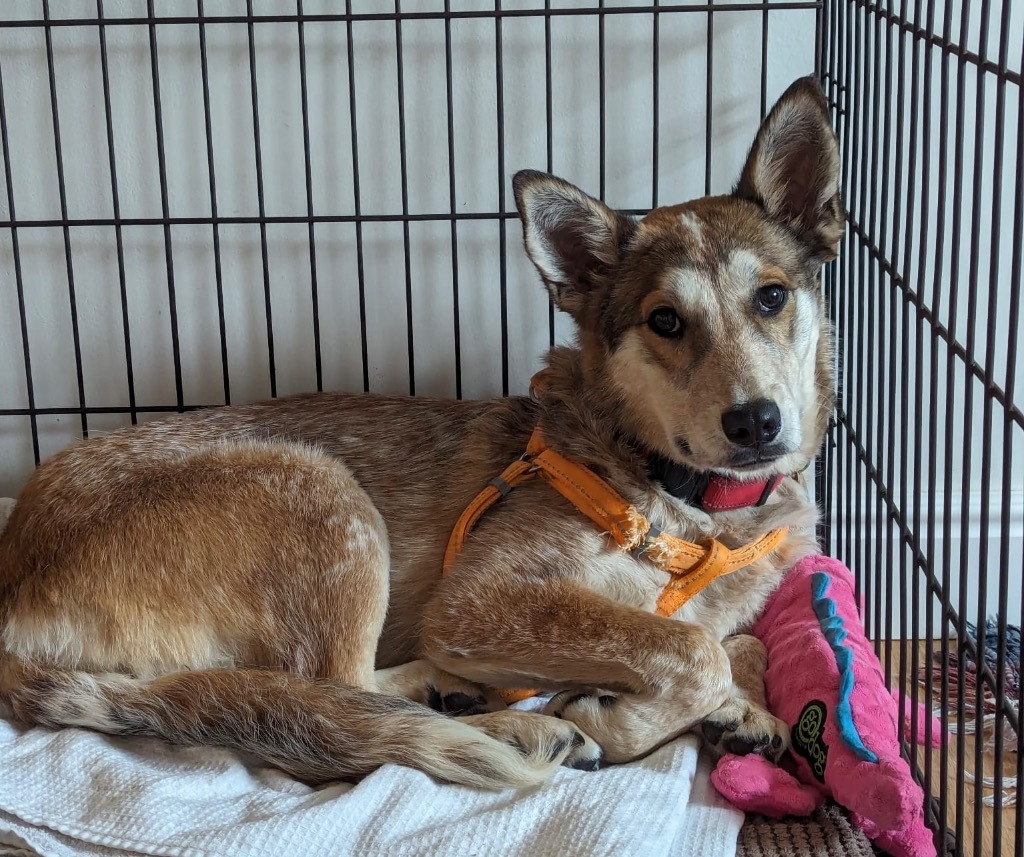 Yuki, an adoptable Mixed Breed, Australian Cattle Dog / Blue Heeler in Fort Lupton, CO, 80621 | Photo Image 1