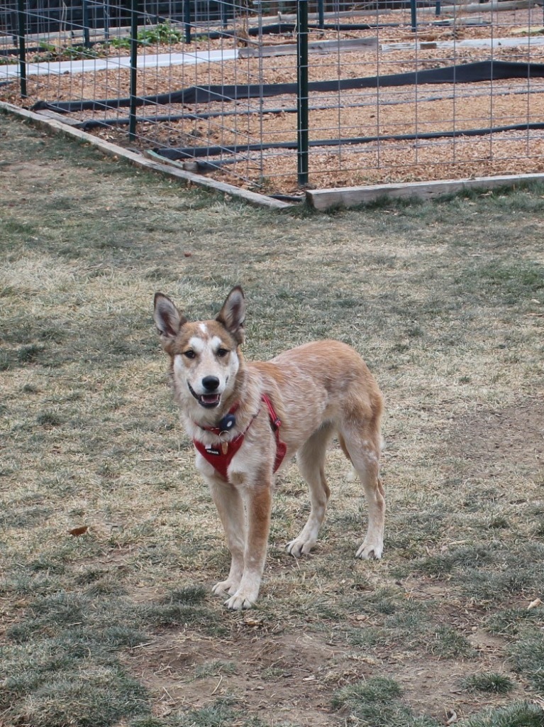 Yuki, an adoptable Mixed Breed, Australian Cattle Dog / Blue Heeler in Fort Lupton, CO, 80621 | Photo Image 2