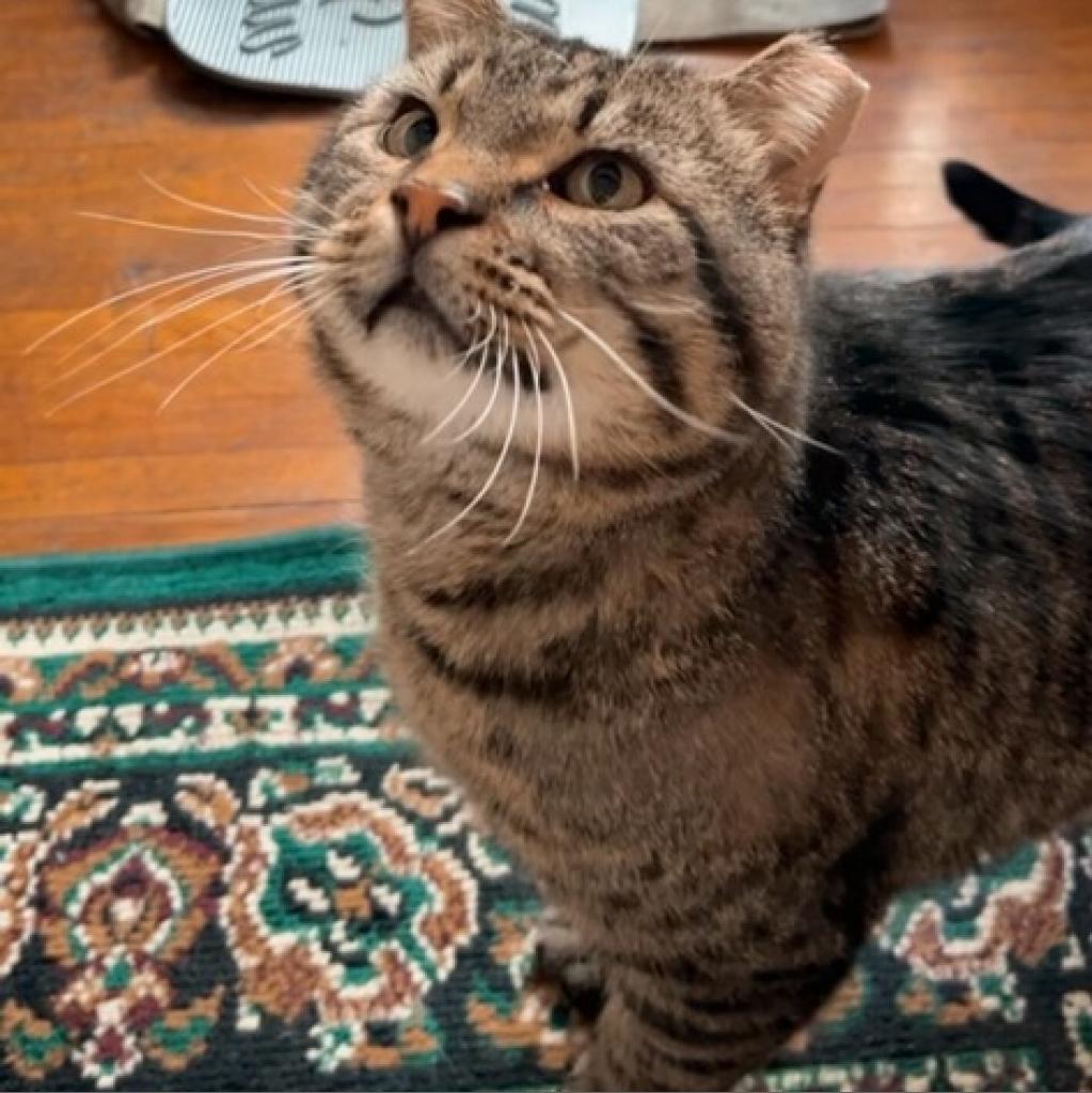 Beuford, an adoptable Domestic Short Hair in Springfield, IL, 62702 | Photo Image 2