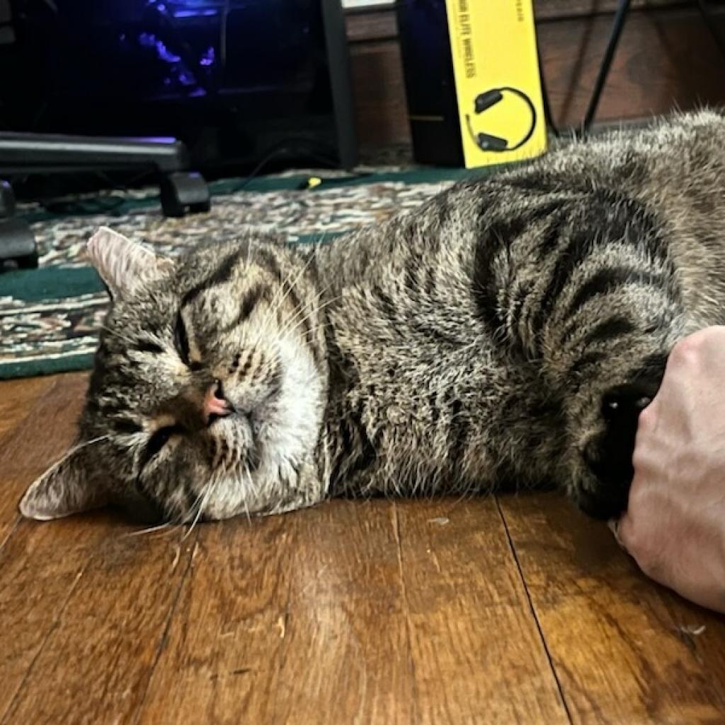 Beuford, an adoptable Domestic Short Hair in Springfield, IL, 62702 | Photo Image 3