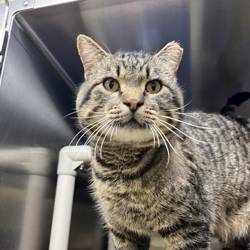 Beuford, an adoptable Domestic Short Hair in Springfield, IL, 62702 | Photo Image 4