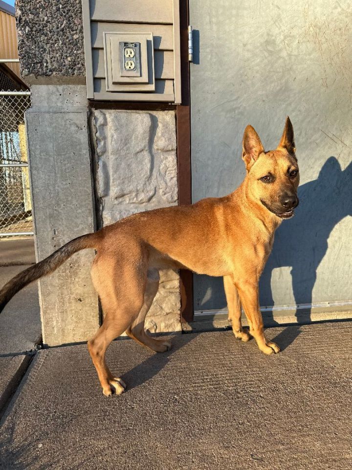 Dog for adoption Grizzly a German Shepherd Dog Pit Bull