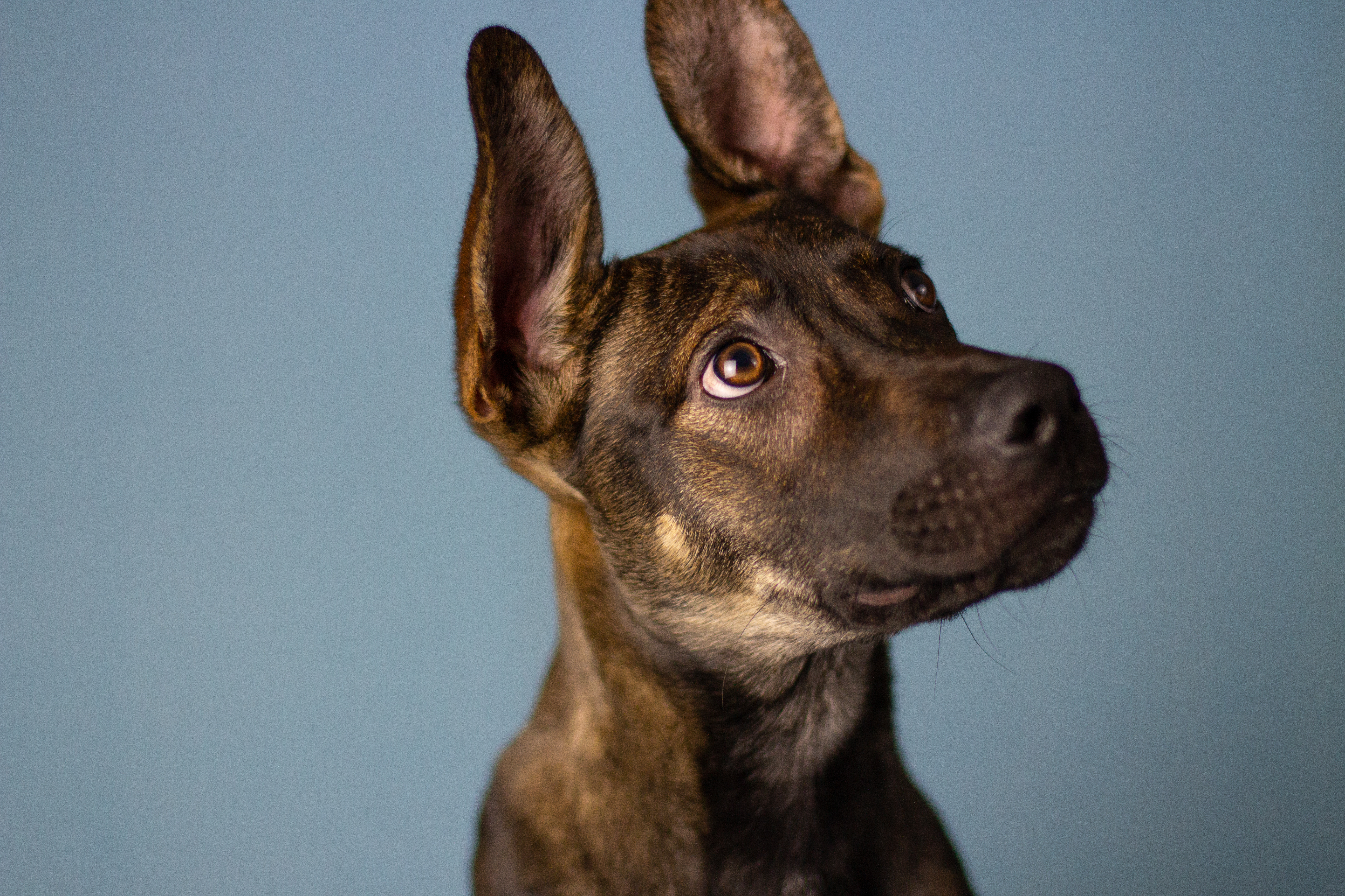 Pixel, an adoptable German Shepherd Dog in Calgary, AB, T2E 3Z7 | Photo Image 1