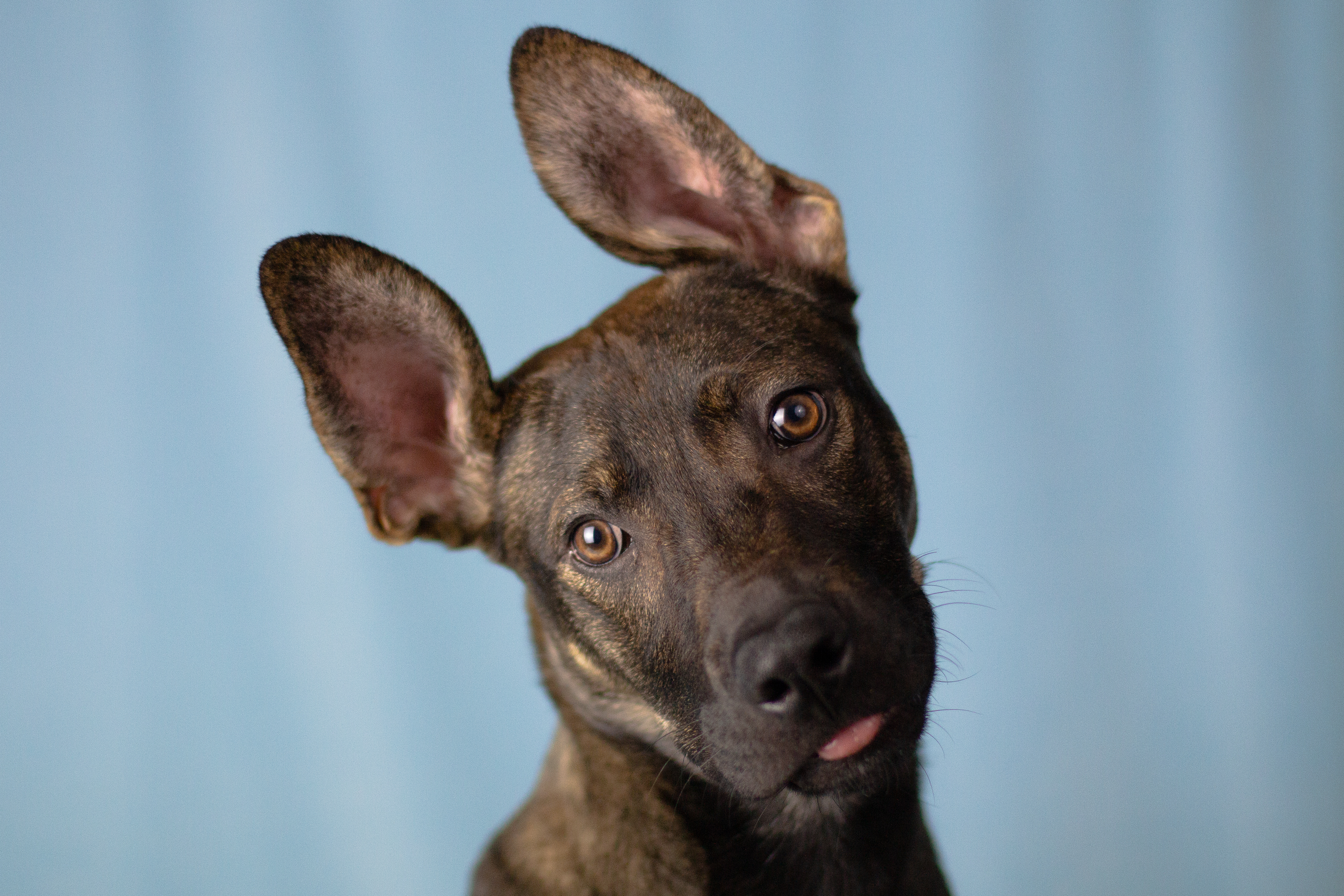 Pixel, an adoptable German Shepherd Dog in Calgary, AB, T2E 3Z7 | Photo Image 4