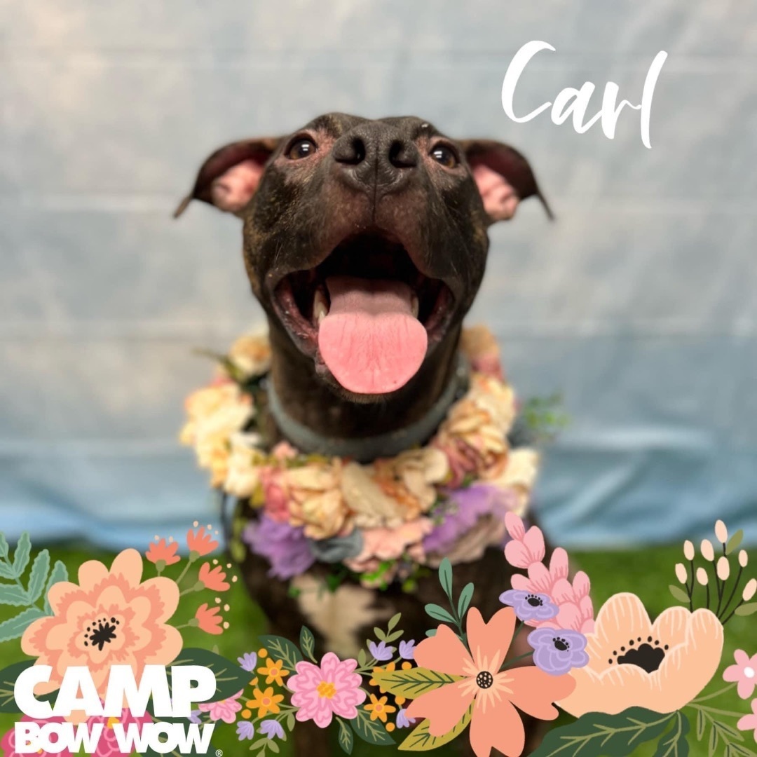 Camp bow wow breed restrictions sales