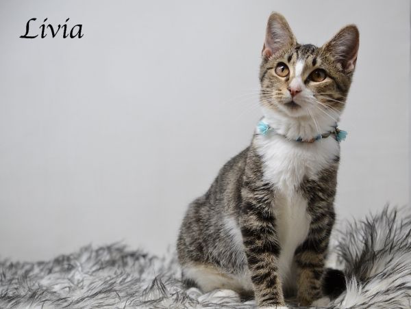 Livia