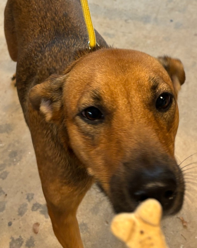 Cricket, an adoptable Vizsla, Manchester Terrier in Bonita, CA, 91908 | Photo Image 1