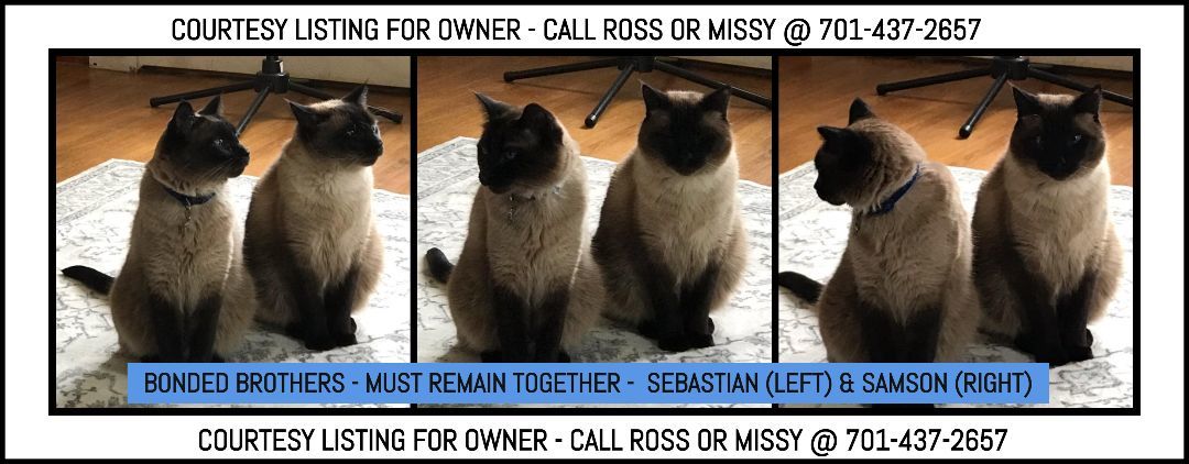 Sebastian & Samson (bonded) - COURTESY LISTING FOR OWNER, an adoptable Siamese, Ragdoll in Valley City, ND, 58072 | Photo Image 1
