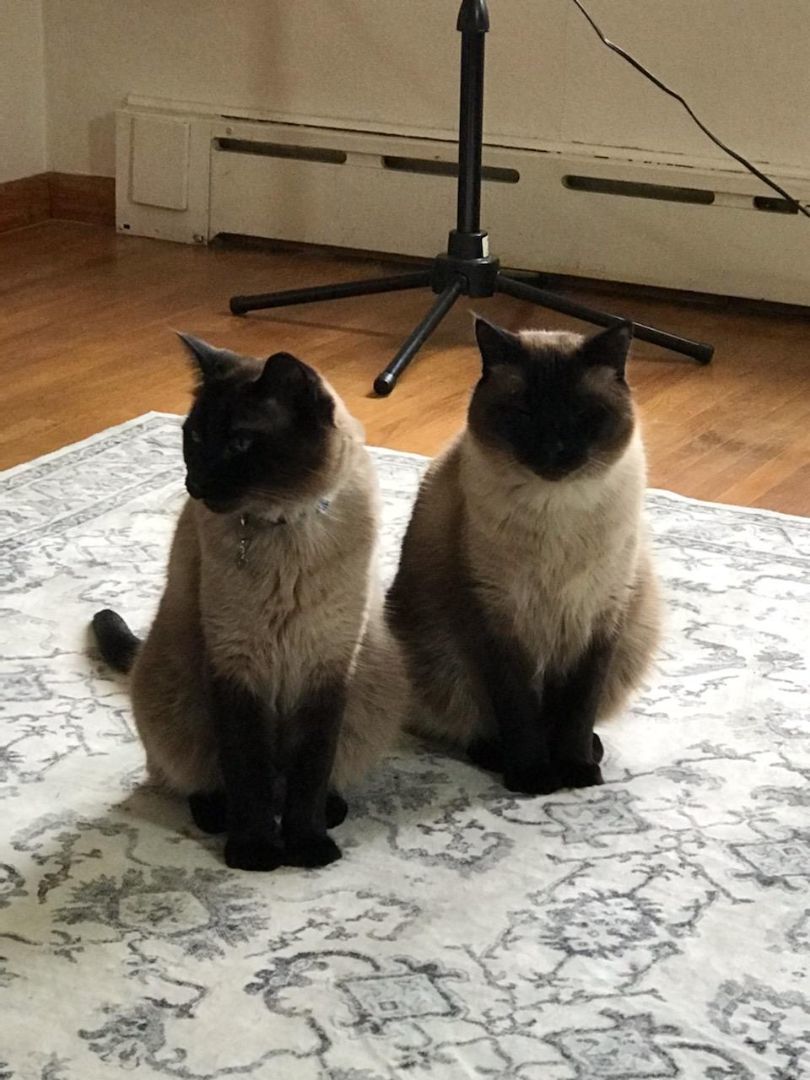 Sebastian & Samson (bonded) - COURTESY LISTING FOR OWNER, an adoptable Siamese, Ragdoll in Valley City, ND, 58072 | Photo Image 3