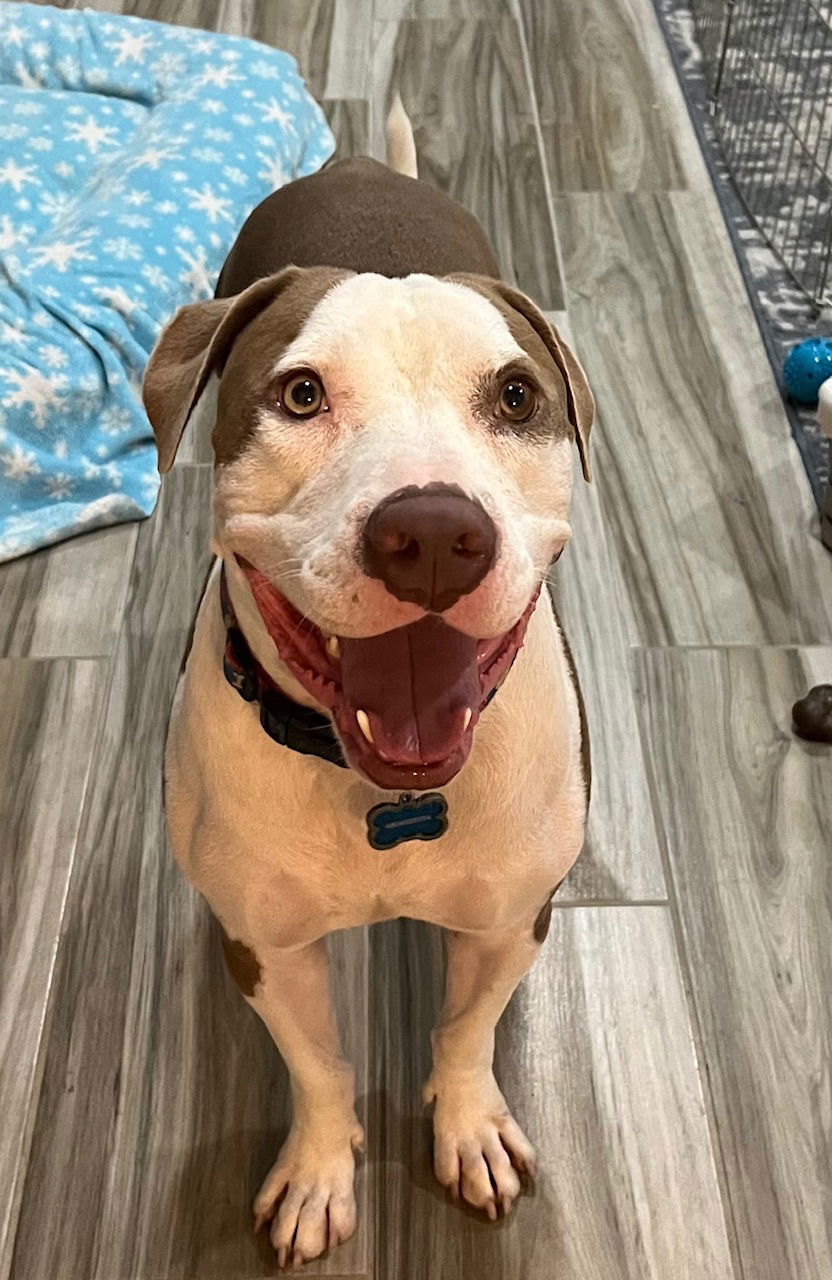 Buddy (Courtesy post)