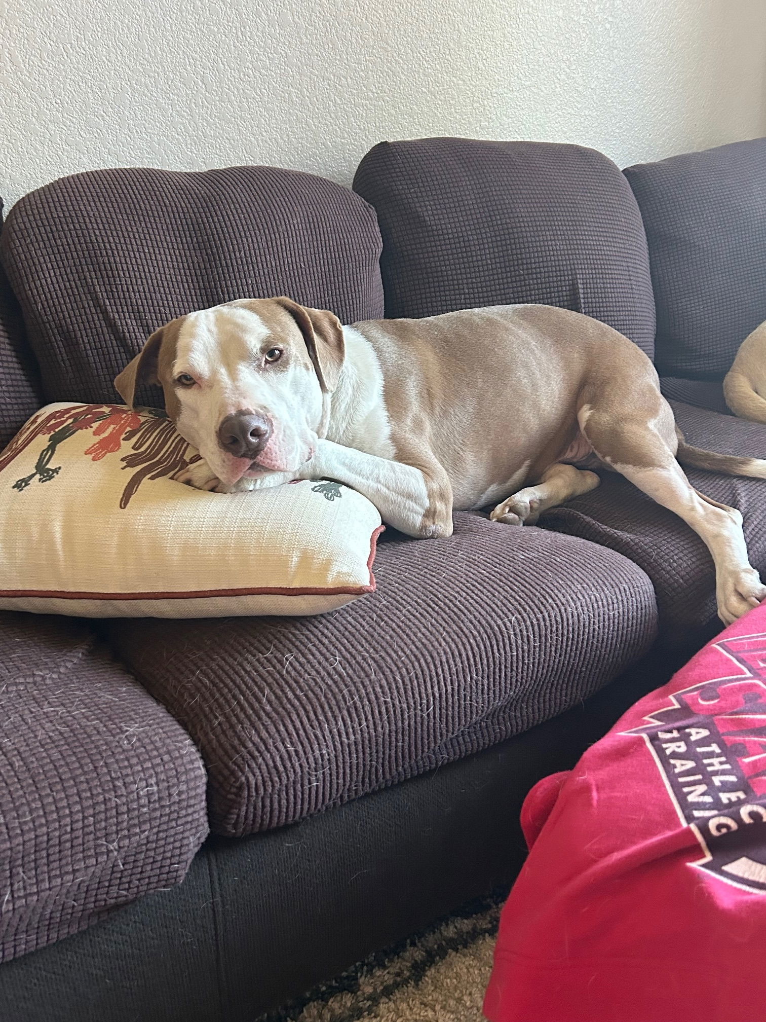 Buddy (Courtesy post)