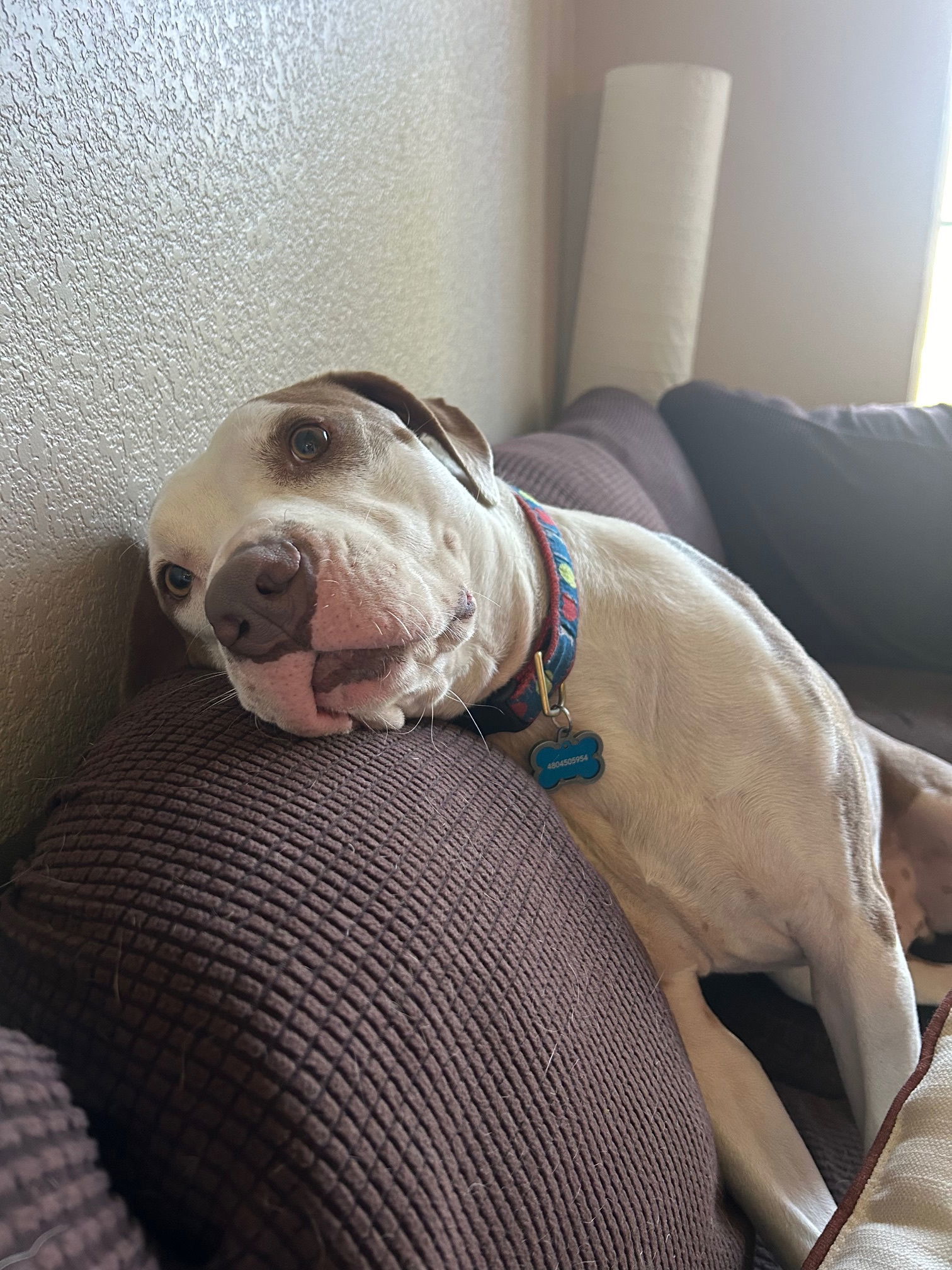 Buddy (Courtesy post)