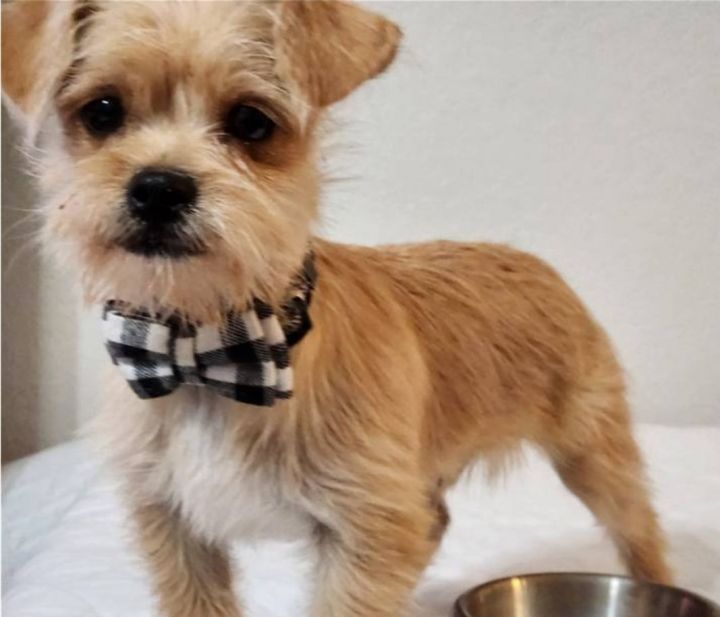 norfolk terrier and chihuahua mix｜TikTok Search