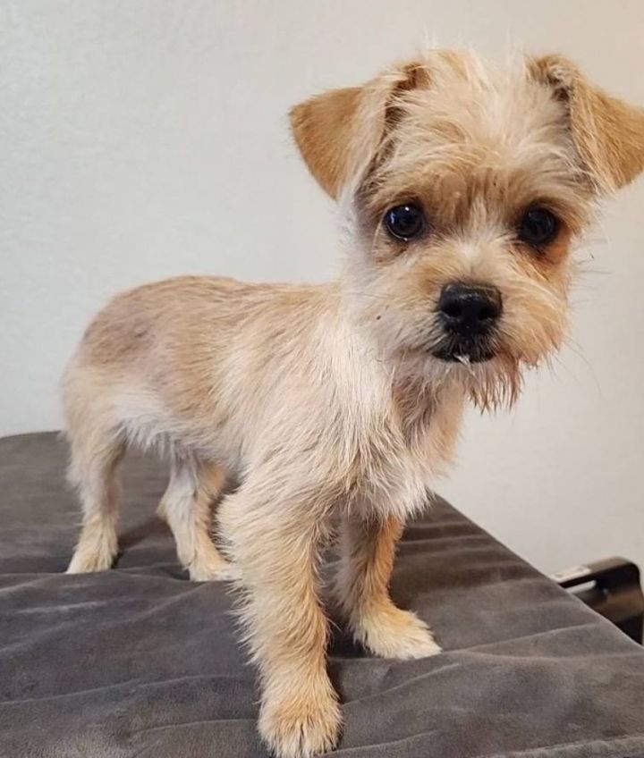 norfolk terrier and chihuahua mix｜TikTok Search