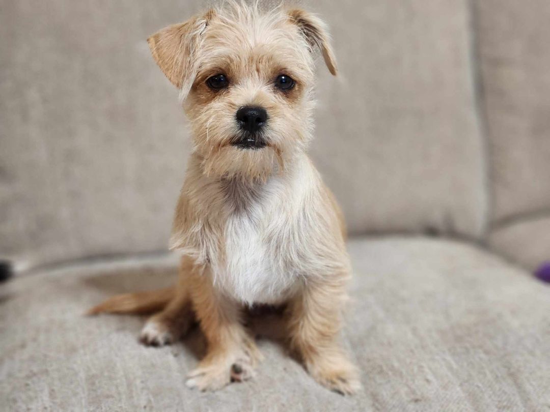 norfolk terrier and chihuahua mix｜TikTok Search