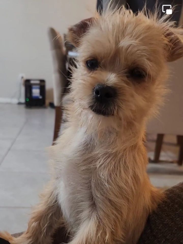 norfolk terrier and chihuahua mix｜TikTok Search